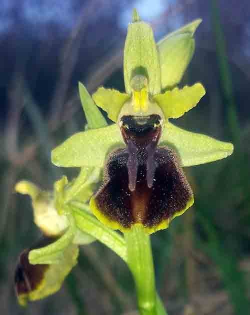 Ophrys sp-3cFl-Gruissan-7 03 2017-ALG.jpg
