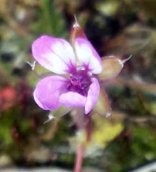 Erodium sp-3bFl-Gruissan-7 03 2017-ALG.jpg