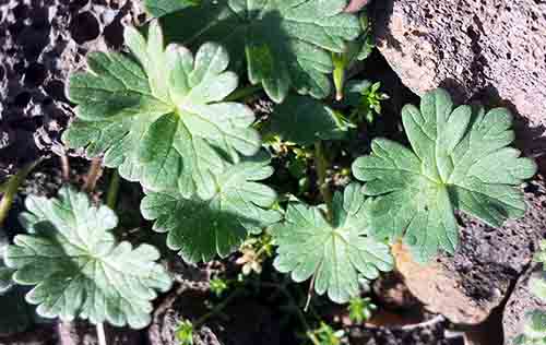 Geranium sp-2aFeuil-Mont Ramus-9 03 2017-ALG.jpg