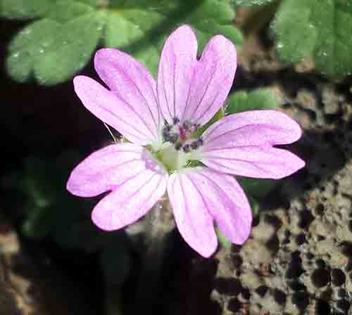 Geranium sp-3bFl-Mont Ramus-9 03 2017-ALG.jpg