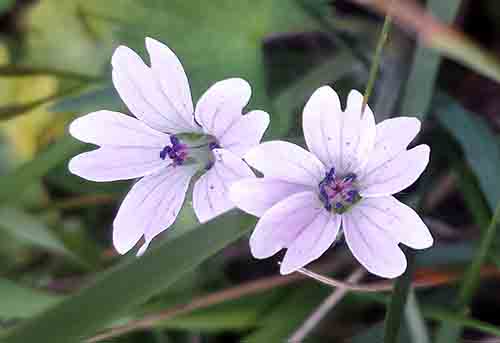 Geranium sp-3cFl-Mont Ramus-9 03 2017-ALG.jpg