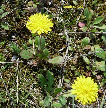 crepis sancta 0417.jpg