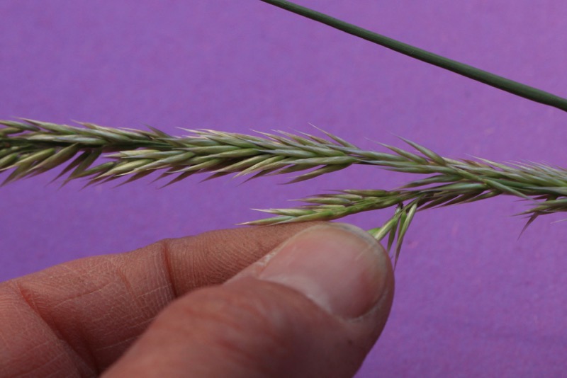 Melica ciliata
