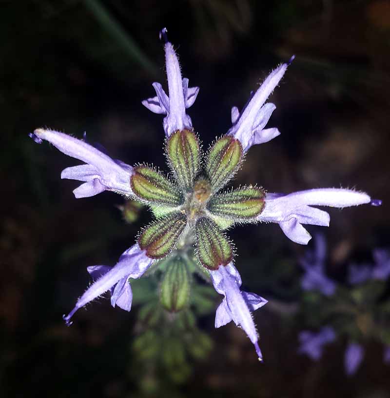 Salvia verbenaca clandestina-3aFl-12 2016-LG.jpg