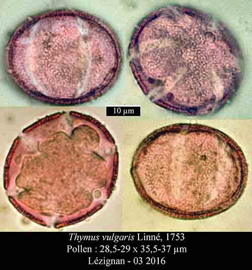 Thymus vulgaris-Pol-Lézignan-03 2016-ALG.jpg