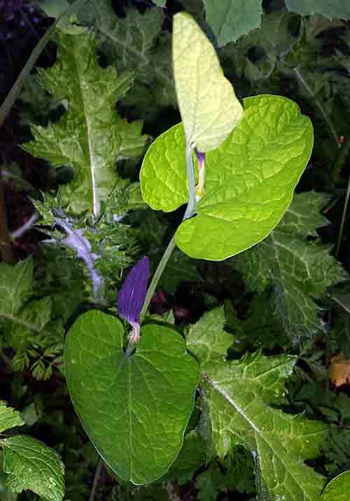 Aristolochia sp-2aFeuil-PeyriacM-4 04 2017-ALG.jpg