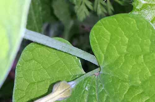 Aristolochia sp-2bTig-PeyriacM-4 04 2017-ALG.jpg