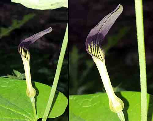 Aristolochia sp-3aFl-PeyriacM-4 04 2017-ALG.jpg