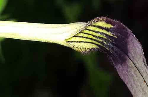 Aristolochia sp-3bFl-PeyriacM-4 04 2017-ALG.jpg