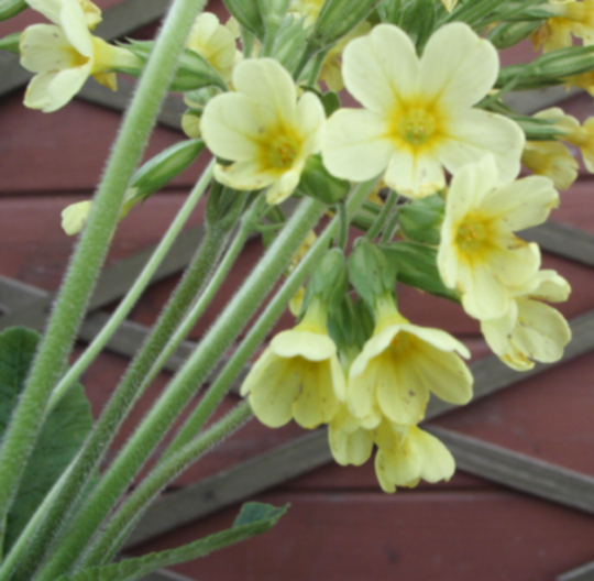 Primula elatior 01.jpg