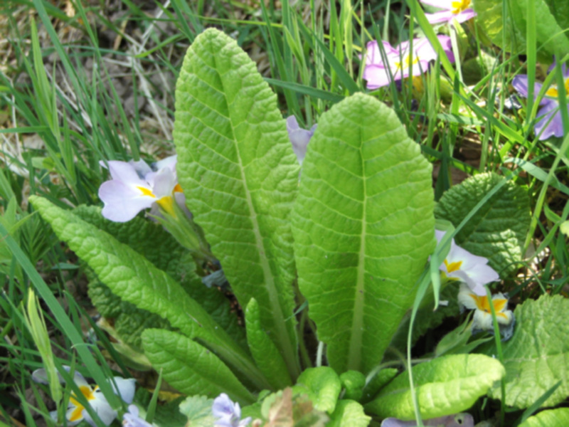 Primula vulgaris 04.jpg