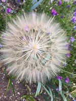 2017 04 14 fleur lourde (Copier).JPG