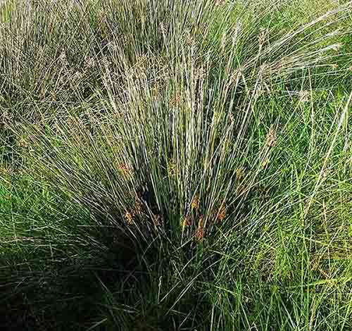 Juncus cf littoralis-1a-Gruissan-8 04 2017-ALG.jpg