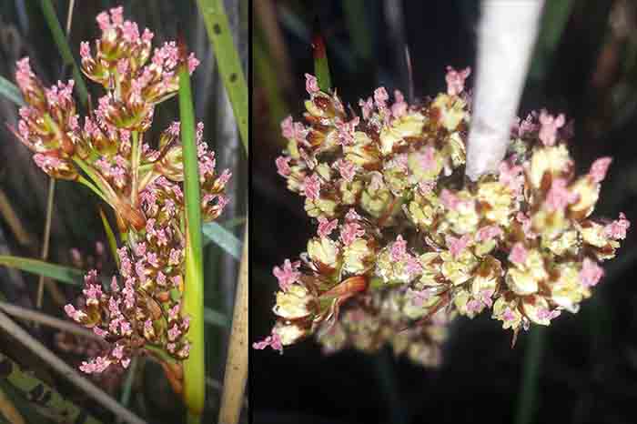Juncus cf littoralis-3b-Gruissan-8 04 2017-ALG.jpg