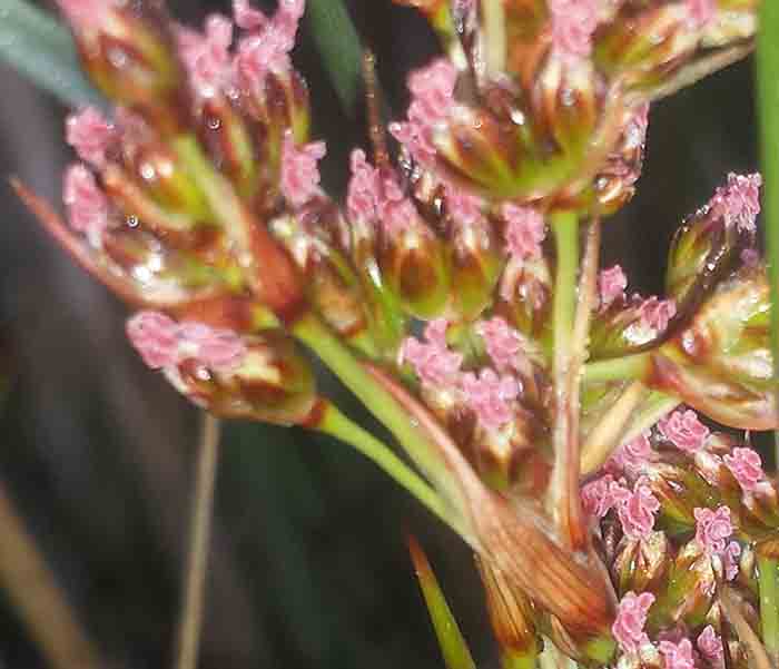 Juncus cf littoralis-3c-Gruissan-8 04 2017-ALG.jpg
