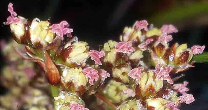 Juncus cf littoralis-3d-Gruissan-8 04 2017-ALG.jpg