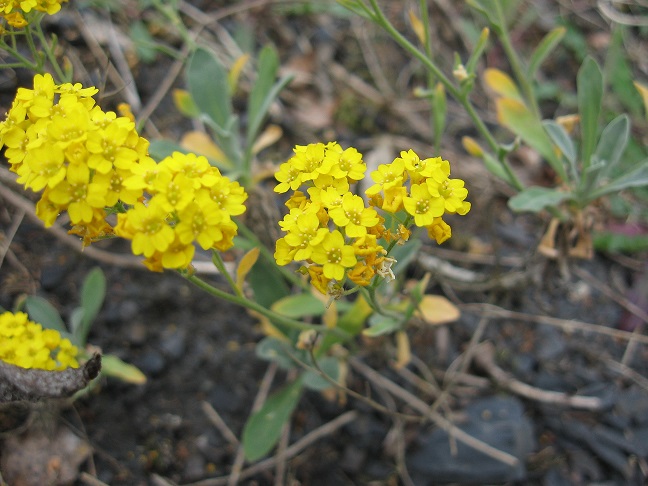 alyssum m.jpg