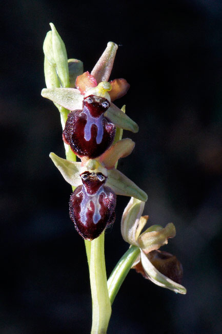 Ophrys-Pelissanne-(21)-copie.jpg