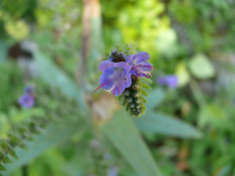 echium.jpg