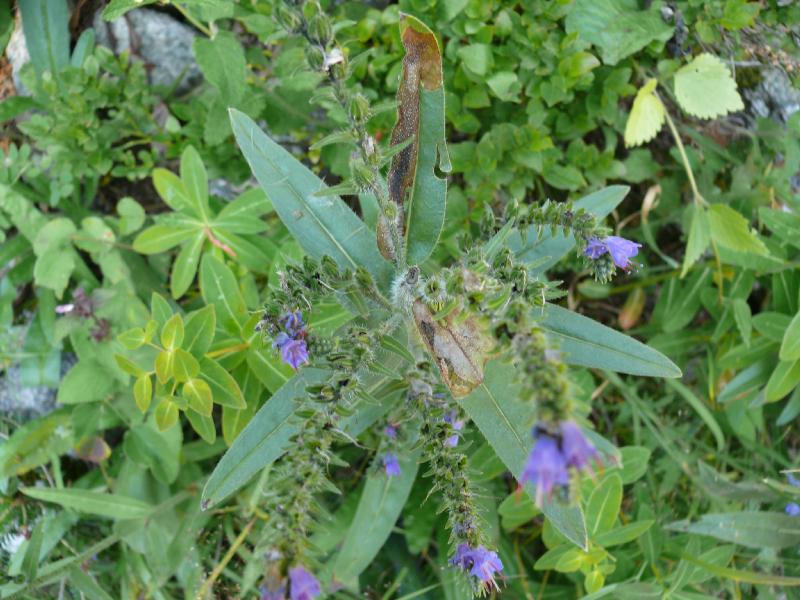 echium feuille.jpg