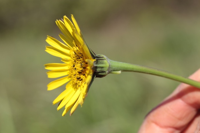 Tragopogon orientalis.jpg