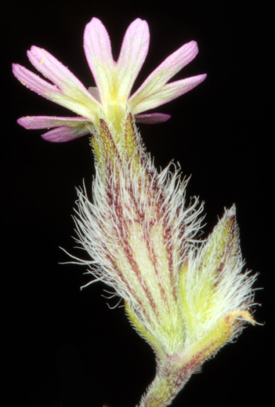 Caryophyllacées - Silene nicaensis red 1.jpg