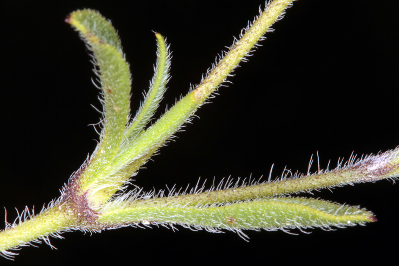 Caryophyllacées - Silene nicaensis red 2.jpg