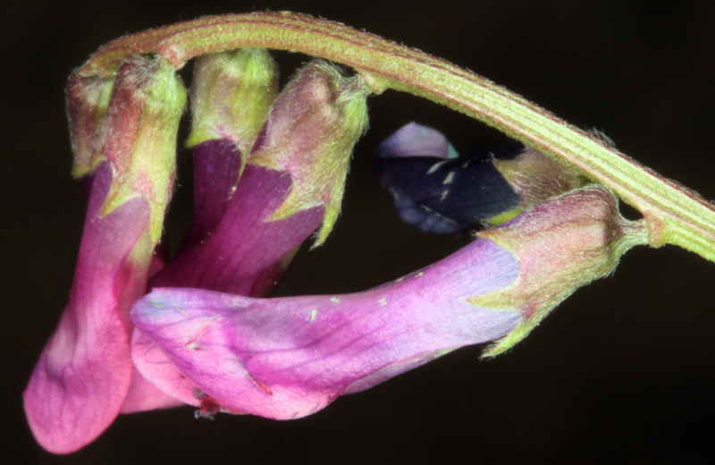 Fabacées - Vicia peregrina red 2.jpg