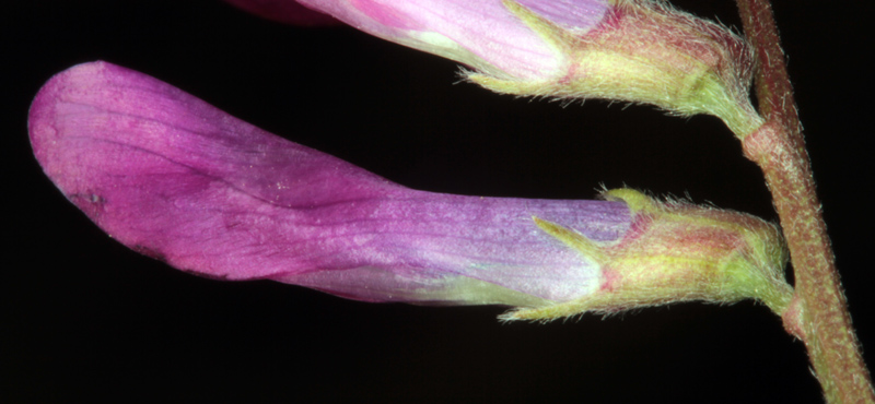 Fabacées - Vicia peregrina red 3.jpg