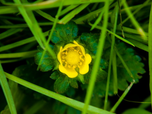 Fleur Jaune_1.jpg