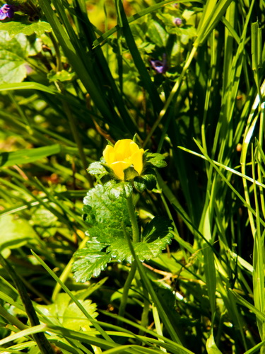 Fleur Jaune_2.jpg