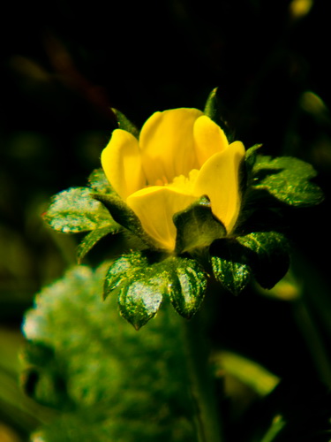 Fleur Jaune_3.jpg