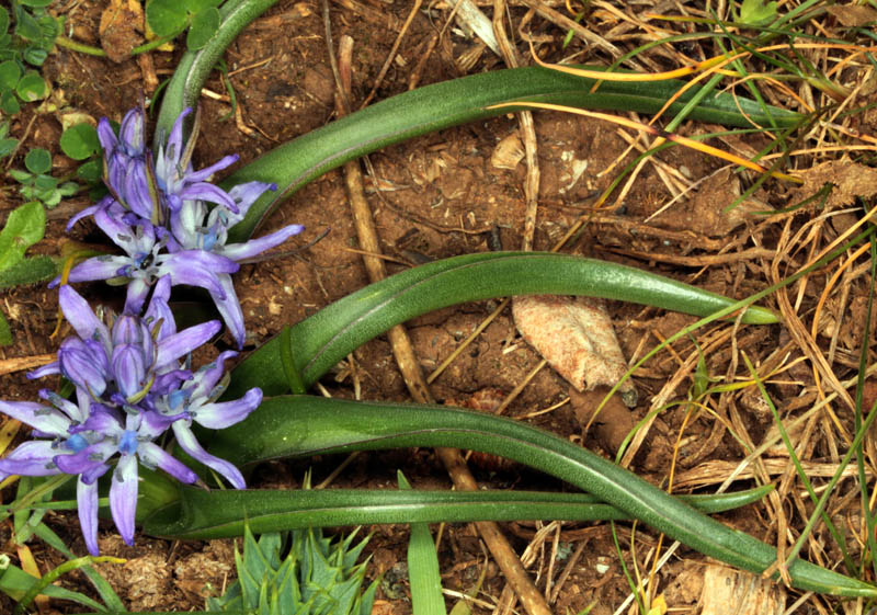 Asparagacées - Scilla sp1 - Andalousie Sra Cazorla red 1.jpg