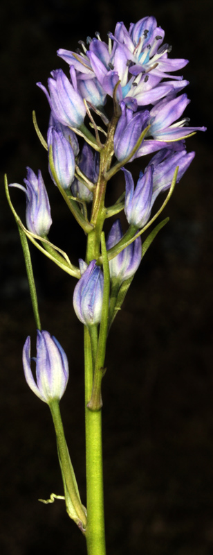 Asparagacées - Scilla sp1 - Andalousie Sra Cazorla red 2.jpg