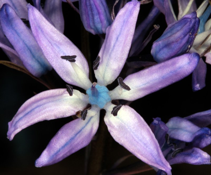 Asparagacées - Scilla sp1 - Andalousie Sra Cazorla red 4.jpg