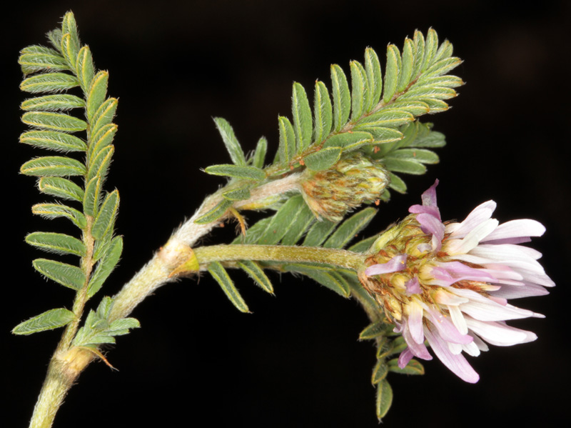 Fabacées - Astragalus sp 2 - Andalousie Alhama de Granada red 2.jpg