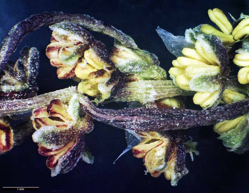 Rumex bucephalophorus-3dFl-StThibery-19 04 2017-LG.jpg