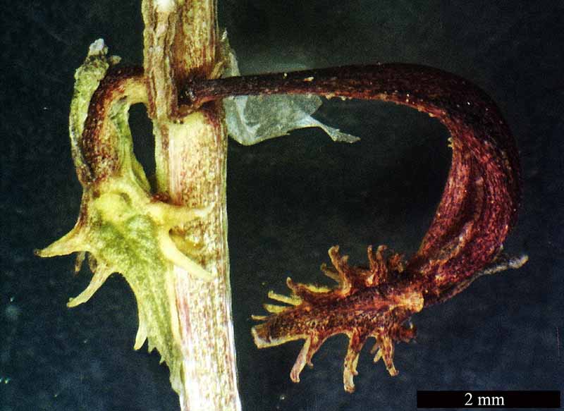 Rumex bucephalophorus-5aFr-StThibery-19 04 2017-LG.jpg