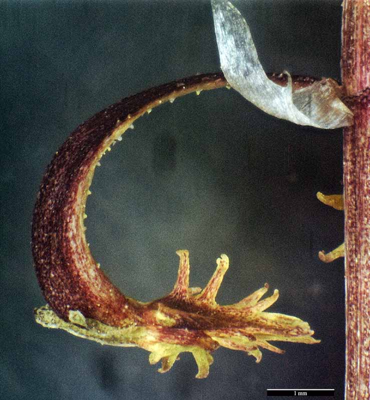 Rumex bucephalophorus-5bFr-StThibery-19 04 2017-ALG.jpg