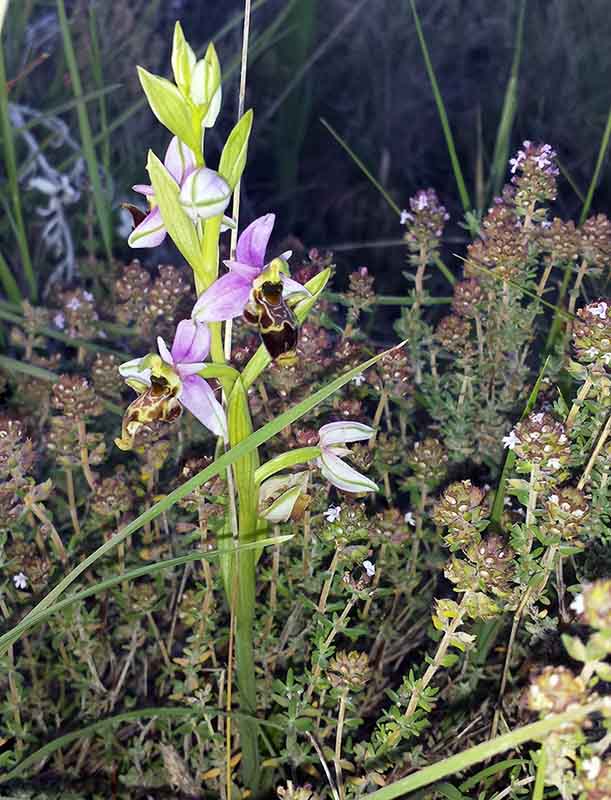 Ophrys sp-1aFl-PeyriacM-8 05 2017-ALG.jpg