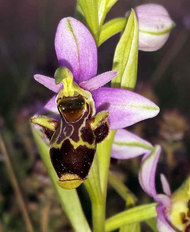 Ophrys sp-3aFl-PeyriacM-8 05 2017-ALG.jpg