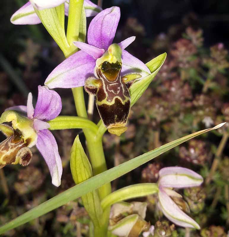 Ophrys sp-3bFl-PeyriacM-8 05 2017-LG.jpg