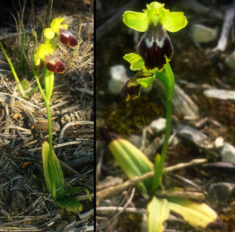 Ophrys-1a-Fleury-8 04 2017-LG.jpg
