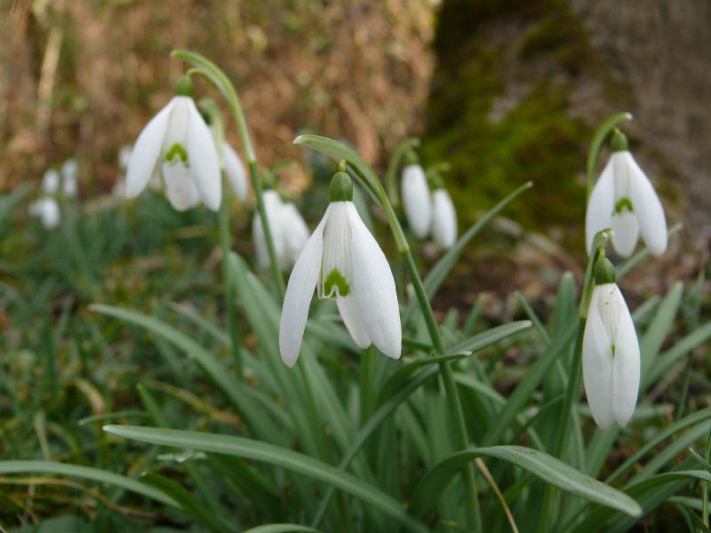 perce neige 2.jpg
