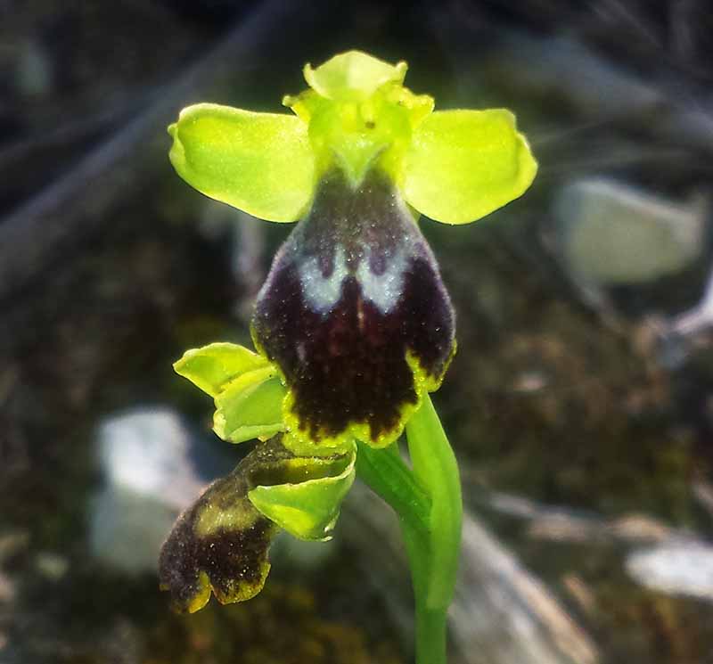 Ophrys-3bFl-Fleury-8 04 2017-LG.jpg