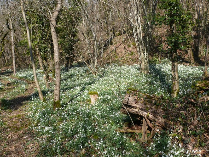 perce neige 1.jpg