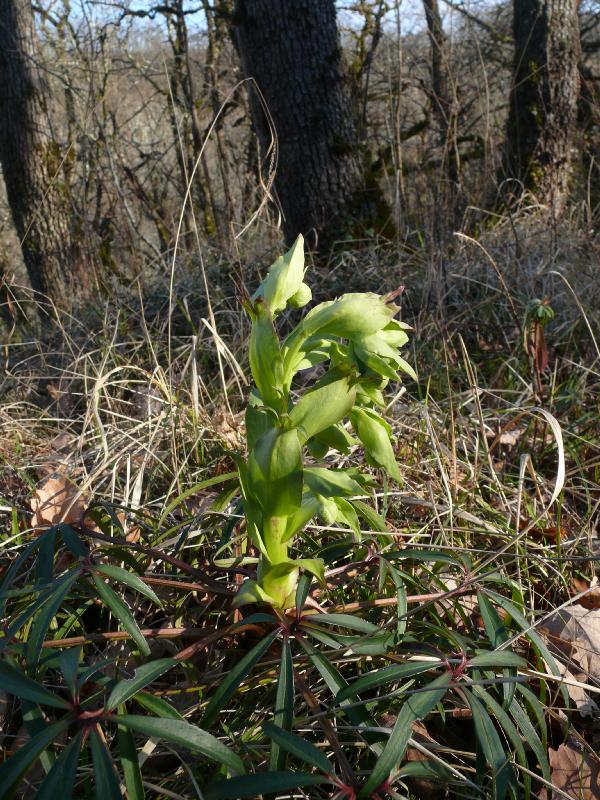 hellebore.jpg