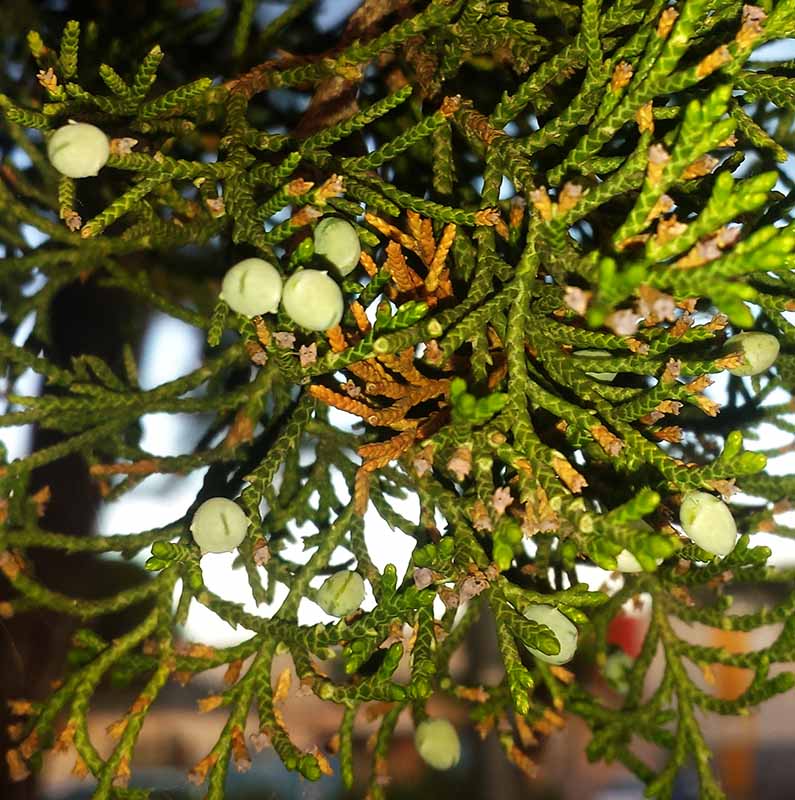 Juniperus sp-5aFr-Montpellier-13 05 2017-LG.jpg