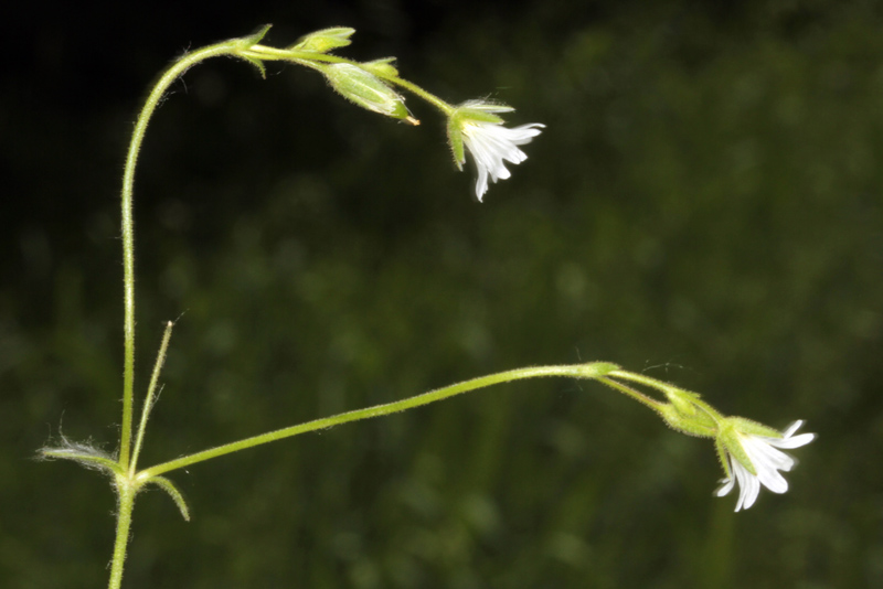 Caryophyllacées - Stellaria sp - Angers Baumette red 1.jpg