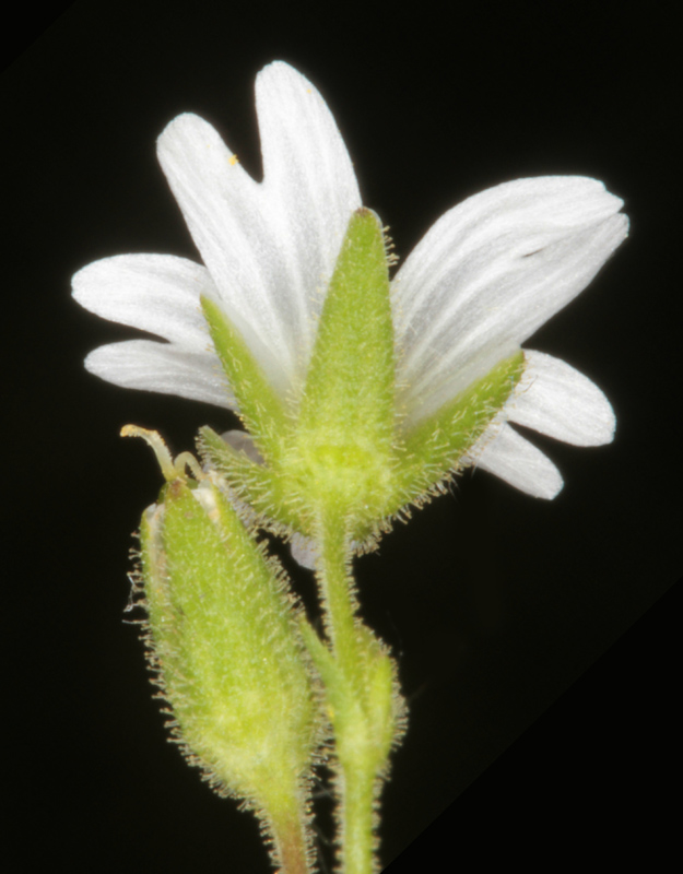 Caryophyllacées - Stellaria sp - Angers Baumette red 2.jpg